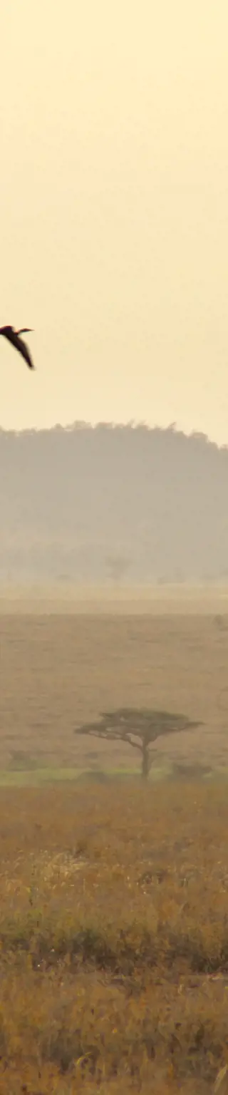 Demütig in der Serengeti